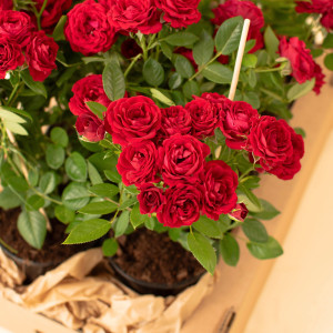 RUBY TERRAZZA® RUBY TERRAZZA®